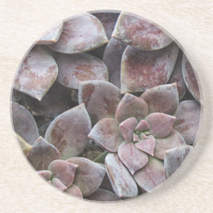 Violet Succulent Deluxe Getränkeuntersetzer