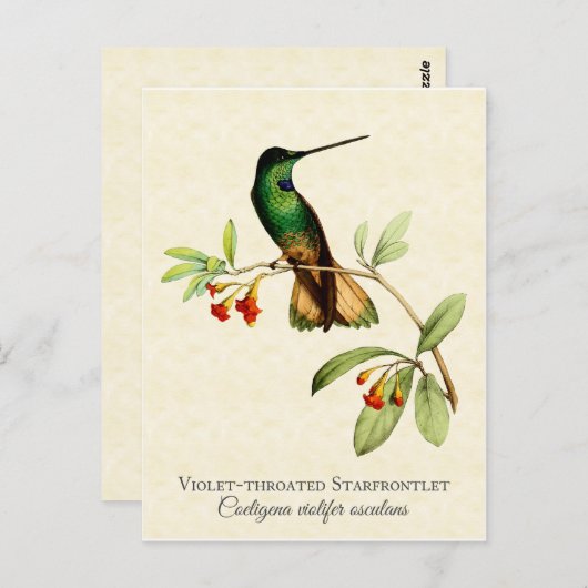 Violet Throated Hummingbird Vintag Art Postkarte (Vorne/Hinten)