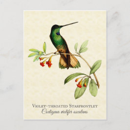 Violet Throated Hummingbird Vintag Art Postkarte