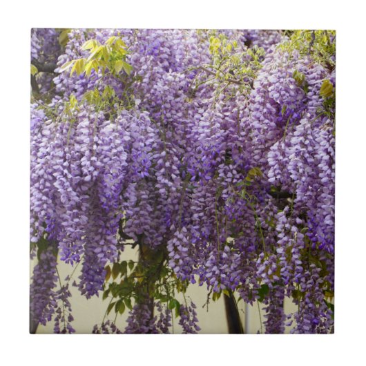 Violet Wisteria Blume Fliese (Vorderseite)