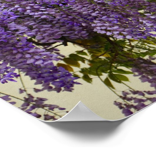 Violet Wisteria Blume Poster (Ecke)