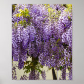 Violet Wisteria Blume Poster (Vorne)