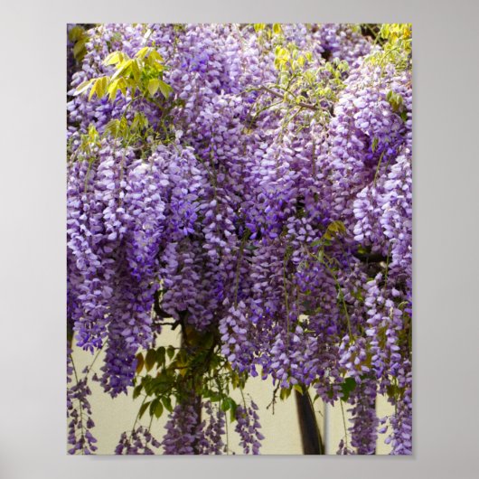 Violet Wisteria Blume Poster (Vorne)