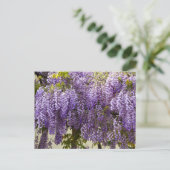 Violet Wisteria Blume Postkarte (Stehend Vorderseite)