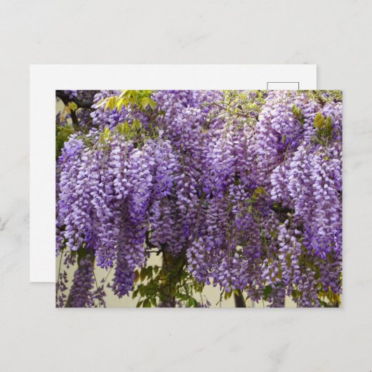 Violet Wisteria Blume Postkarte (Vorne/Hinten)