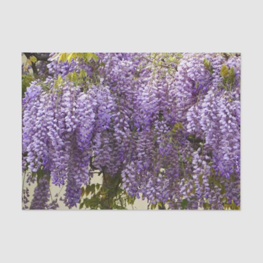 Violet Wisteria Blume Seidenpapier (Vorderseite)