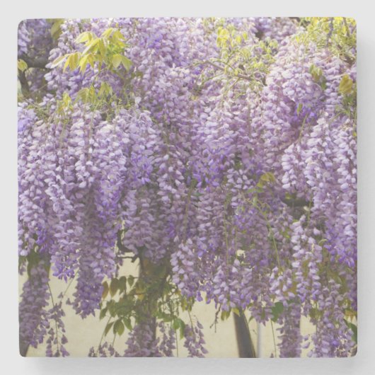 Violet Wisteria Blume Steinuntersetzer (Vorderseite)
