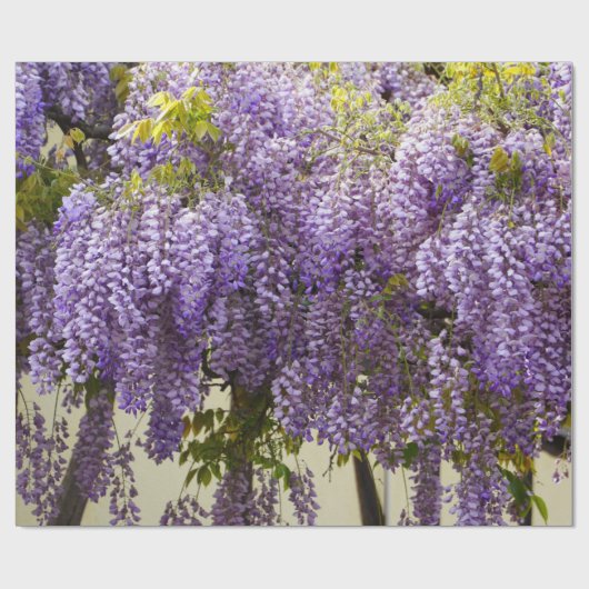 Violet Wisteria Geschenkpapier (Flach)