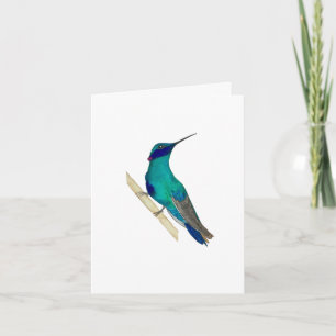 Violetear Hummingbird Grußkarte Karte
