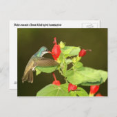 Violetenkronen x Breitschnabel-Hybridhummingvogel Postkarte (Vorne/Hinten)