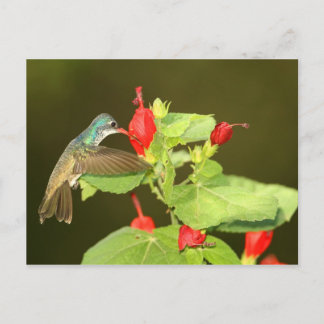 Violetenkronen x Breitschnabel-Hybridhummingvogel Postkarte