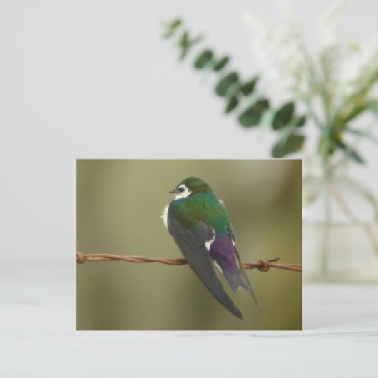 Violetgrün Schlucken Postkarte (Stehend Vorderseite)