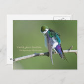 Violetgrün Schlucken Postkarte (Vorne/Hinten)