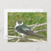 Violetgrün Schlucken Postkarte (Vorne/Hinten)