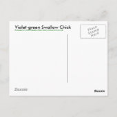 Violetgrün Schwalben Küken - Postkarte (Rückseite)