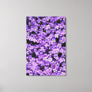 Violets Canvas Print Violet Blume Frühjahr Leinwanddruck