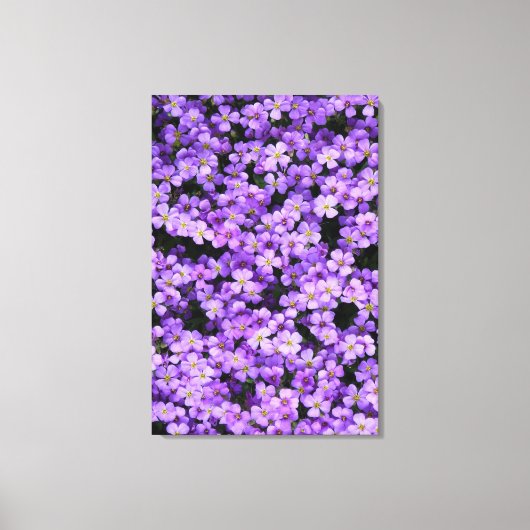Violets Canvas Print Violet Blume Frühjahr Leinwanddruck (Vorderseite)