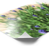 Violett-Blume - Foto drucken (Ecke)