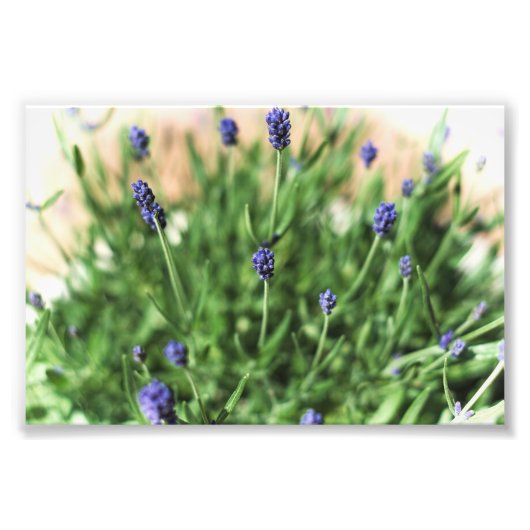Violett-Blume - Foto drucken (Vorne)