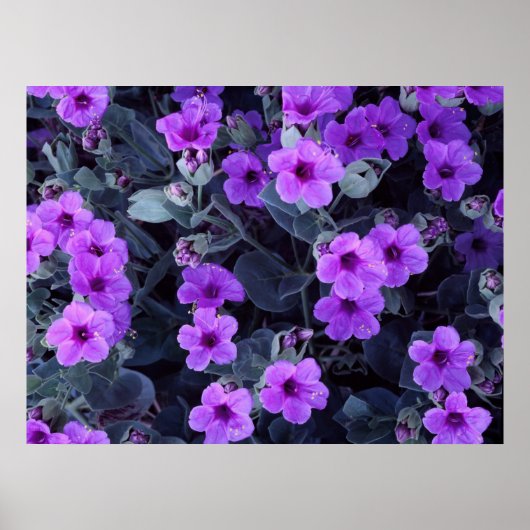 Violett-Blume Poster (Vorne)