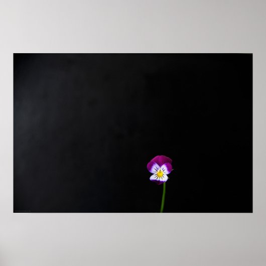 Violett Blume wapcn Poster (Vorne)