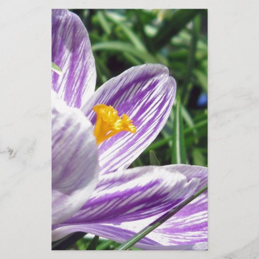 Violett-Frühlingscrocus Briefpapier (Vorderseite)