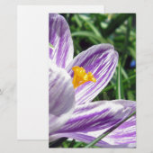 Violett-Frühlingscrocus Briefpapier (Vorne/Hinten)