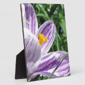 Violett-Frühlingscrocus Fotoplatte (Seite)