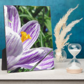 Violett-Frühlingscrocus Fotoplatte (Seite)