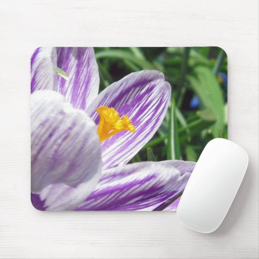 Violett-Frühlingscrocus Mousepad (Mit Mouse)