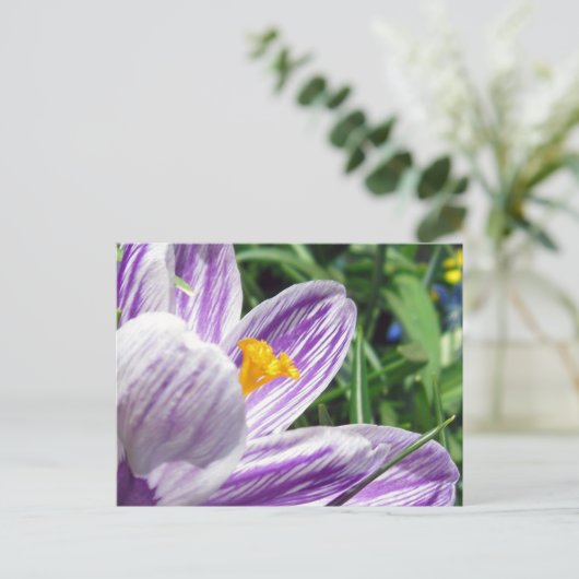Violett-Frühlingscrocus Postkarte (Stehend Vorderseite)