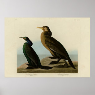Violett-grün & Townsend's Cormorant, Audubon Birds Poster