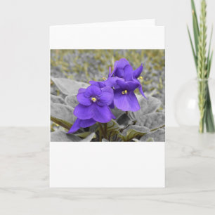 Violett, Karte