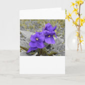 Violett, Karte (Gelbe Blume)