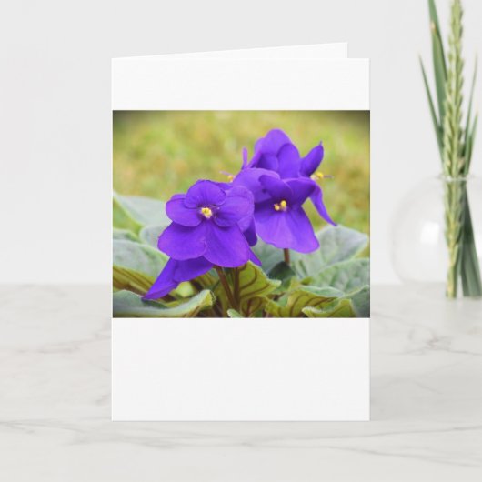 Violett, Karte (Vorderseite)