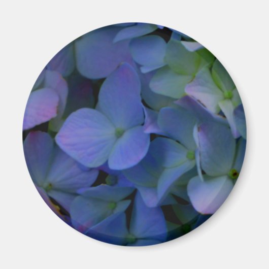 Violett lila-rosa-blaue Hydrangeas-Blume Magnet (Vorne)