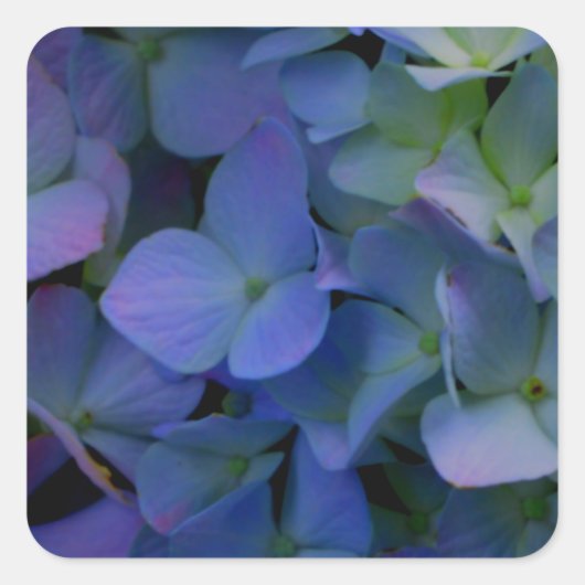 Violett lila-rosa-blaue Hydrangeas-Blume Quadratischer Aufkleber (Vorderseite)