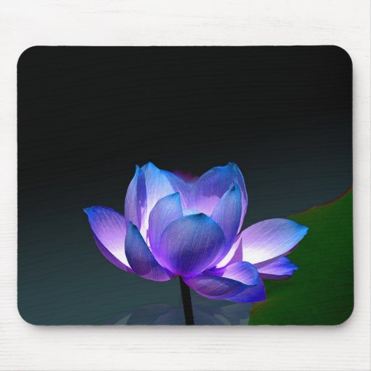 Violett Lotus in voller Blüte, Mousepad (Vorne)