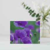 violett Mohn Art Postkarte (Stehend Vorderseite)