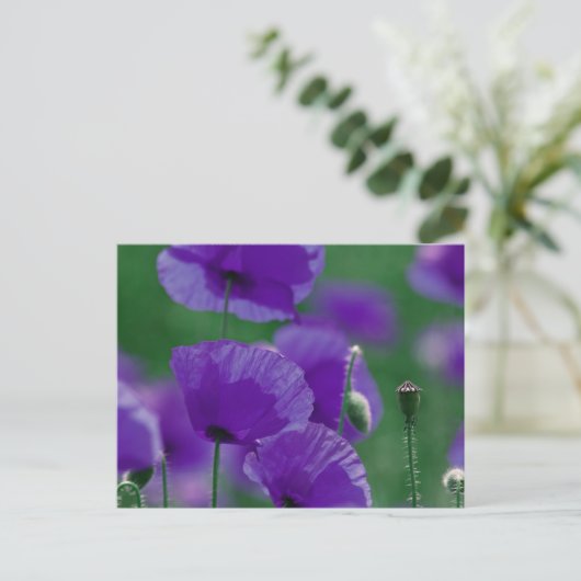 violett Mohn Art Postkarte (Stehend Vorderseite)