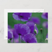 violett Mohn Art Postkarte (Vorne/Hinten)