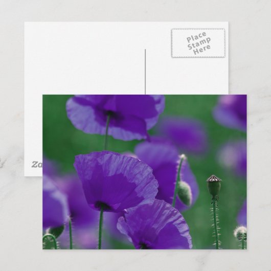 violett Mohn Art Postkarte (Vorne/Hinten)