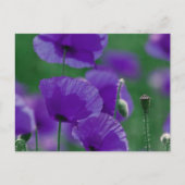 violett Mohn Art Postkarte (Vorderseite)