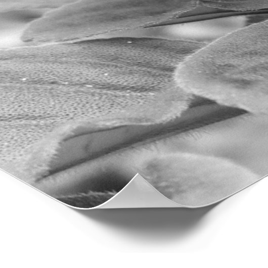 Violett, Poster (Ecke)