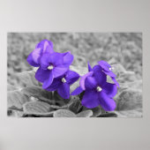 Violett, Poster (Vorne)