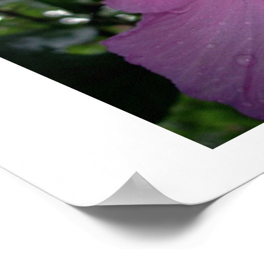 violett poster (Ecke)