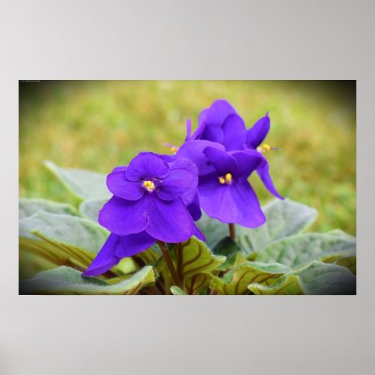 Violett, Poster (Vorne)