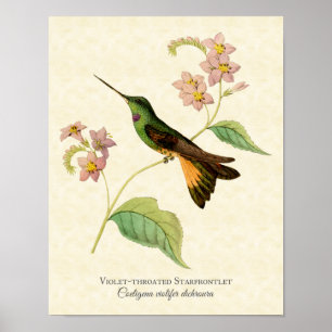 Violett-throated Starfrontlet Kolibri-Kunst-Druck Poster