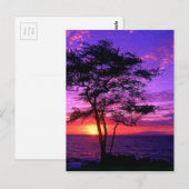 Violett und rosa Sonnenuntergang Postkarte (Vorne/Hinten)