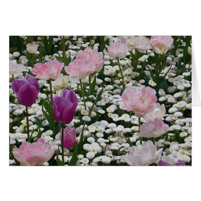 Violett unter dem blassrosa (Vorderseite (Horizontal))